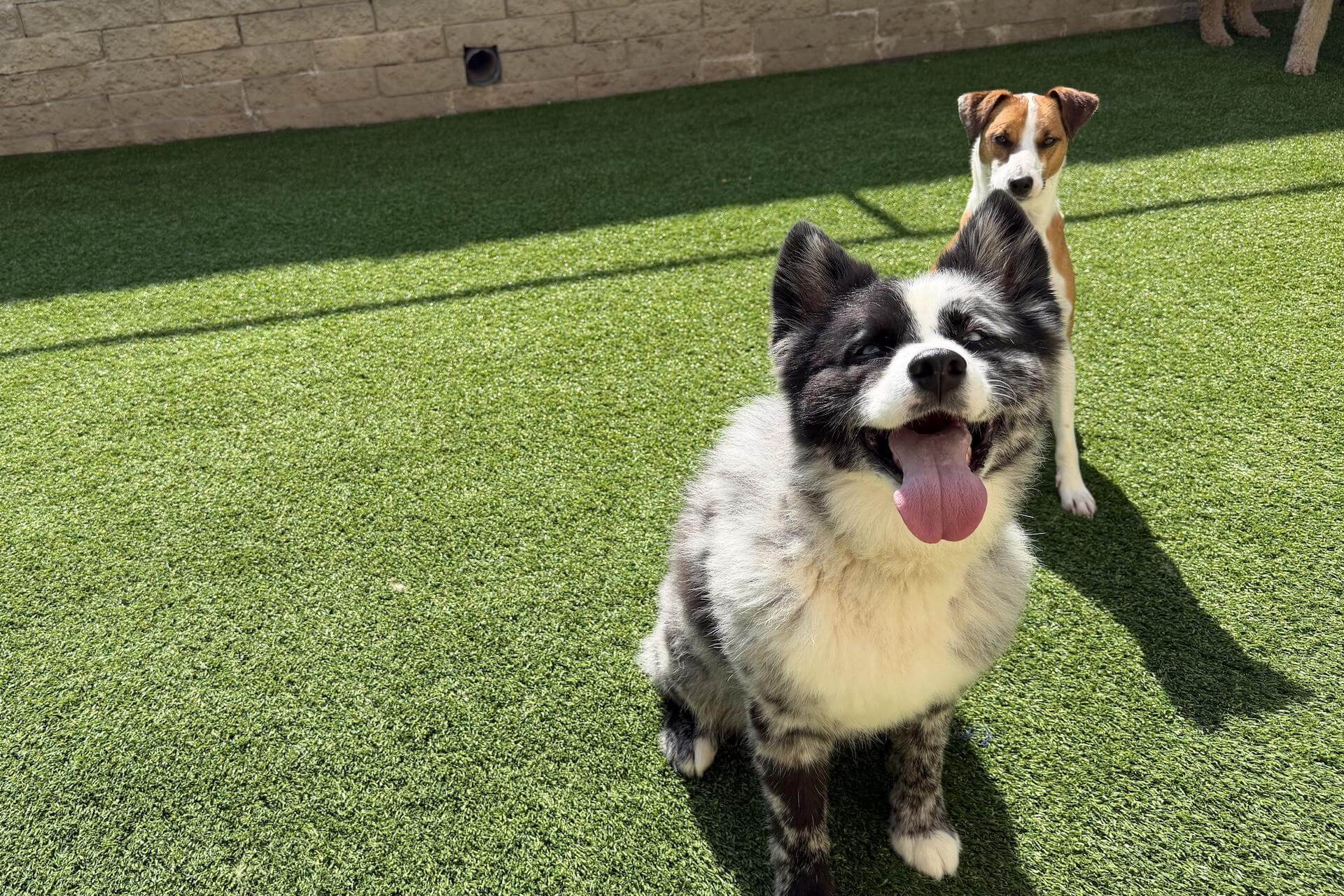Two dogs running in the outdoor play yard