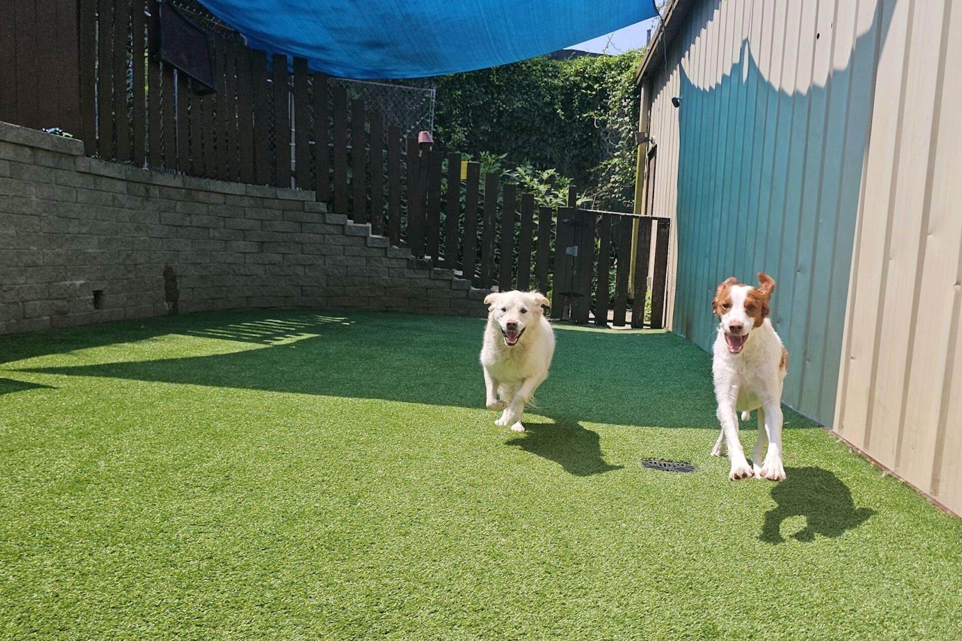 Fluffy dog and Jack Russell on the turf play yard