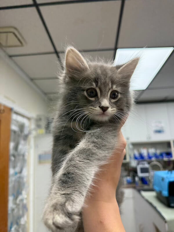 cute grey kitten being held up in the air