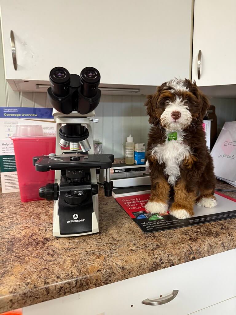 Cute dog sitting on the counter next to the microscope