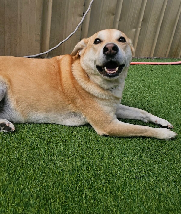 dog at boarding