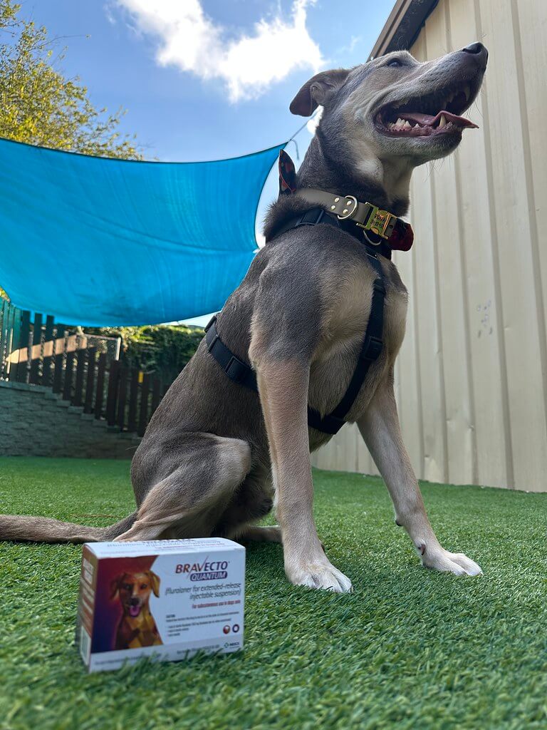 Dog sitting outside with bravecto next to him 