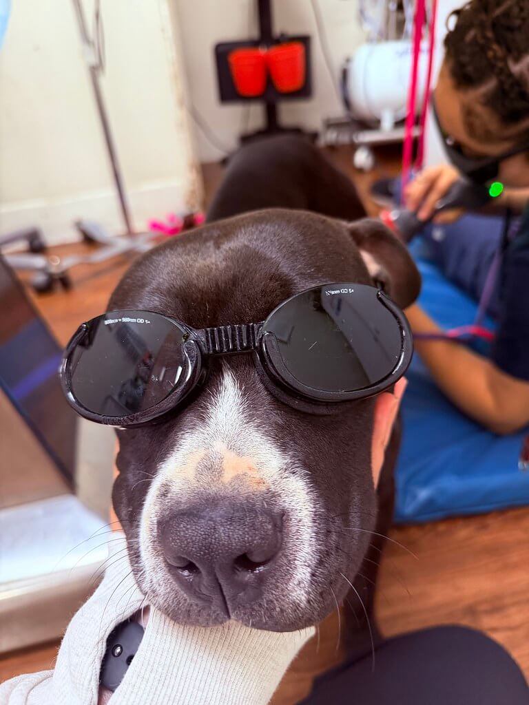 Dog getting laser named Lottie