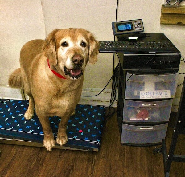 Senior dog at the vet