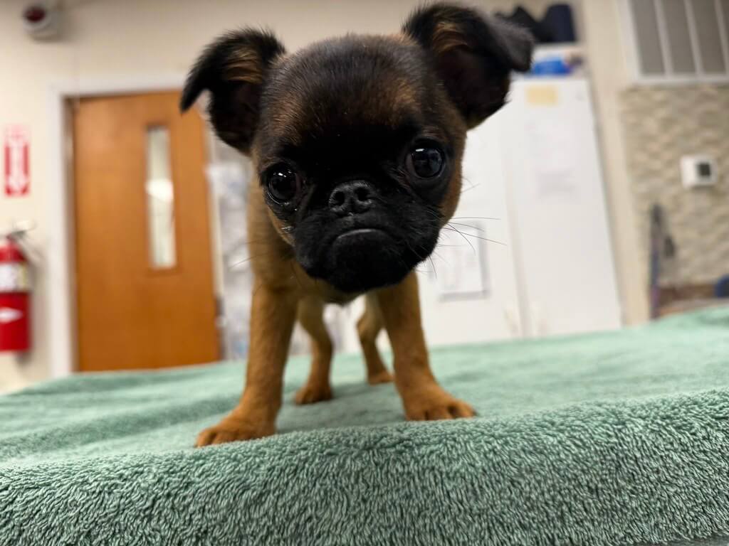 cute tiny puppy