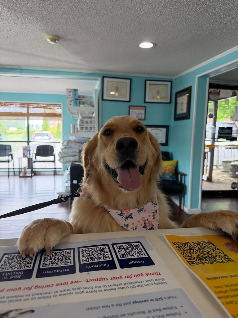 Dog jumping up at the reception desk to greet