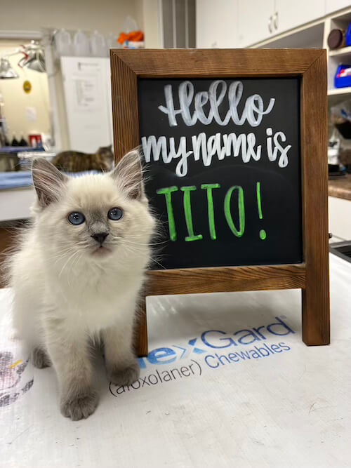 Kitten next to a sign
