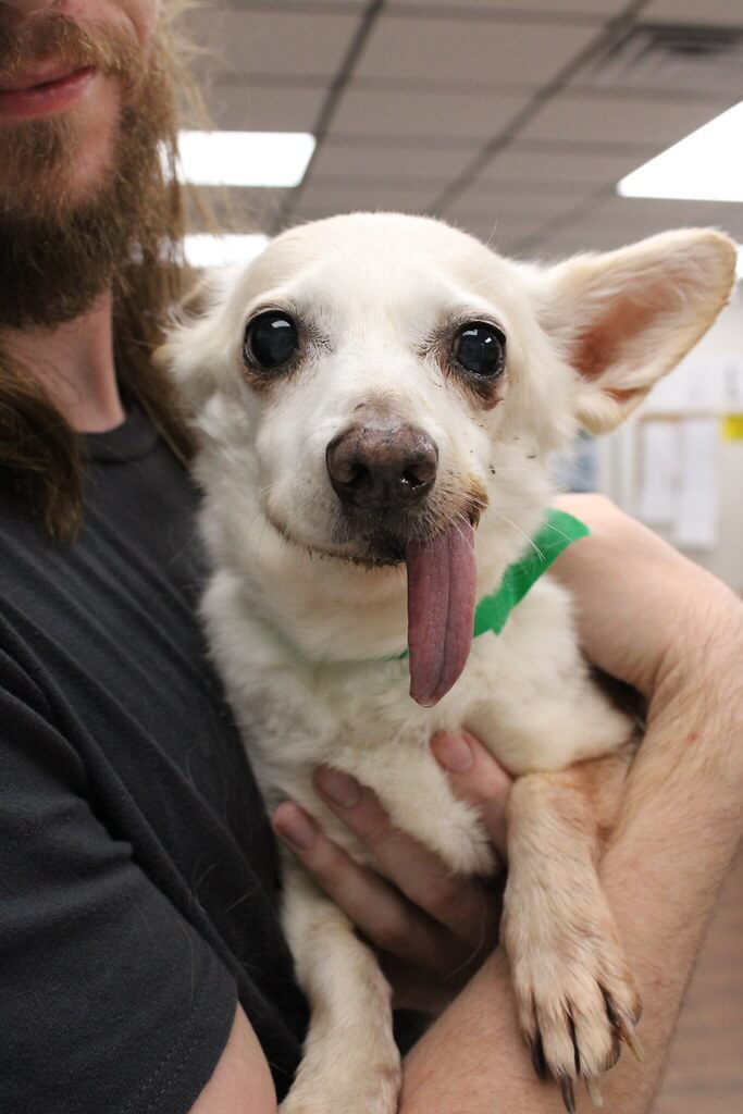 White dog with his tongue out the side of his mouth