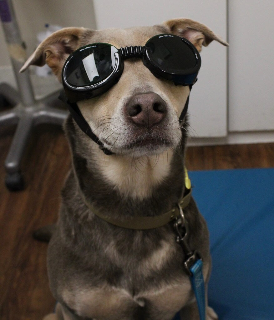 dog getting ready for laser therapy