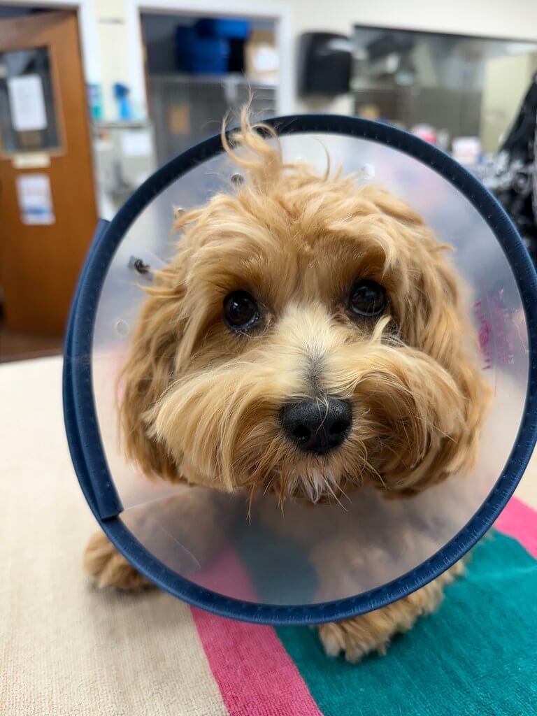 Cute dog in a cone after surgery